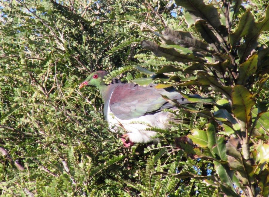 Birdsong Accommodation Hokitika Εξωτερικό φωτογραφία