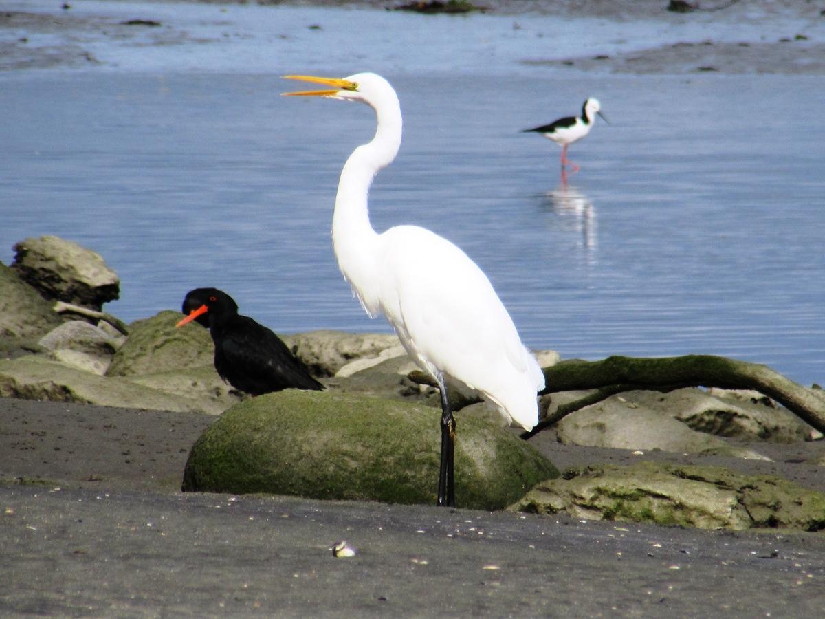 Birdsong Accommodation Hokitika Εξωτερικό φωτογραφία